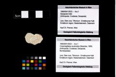 Foto (Objekt + Etikett) von Cracensigillatus acutirostris (Moericke, 1889)  (NHMW-GEO-1990-0041-2633)